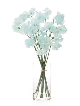 【生花】スイートピー(染め) スカイブルー