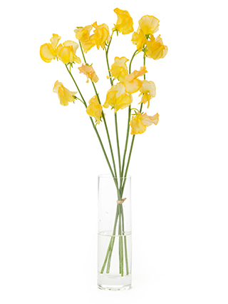 【生花】スイートピー アプリコット