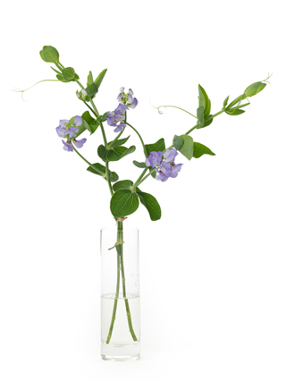 【生花】スイートピー ブルーフレグランス