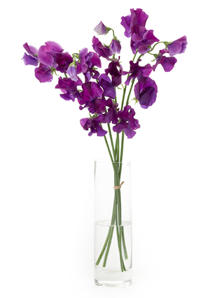 【生花】スイートピー オリビア