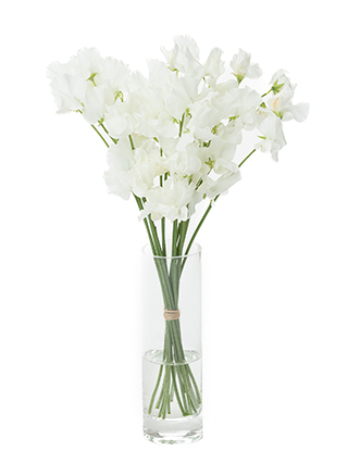 【生花】スイートピー(白) 品種おまかせ　※花サイズ大