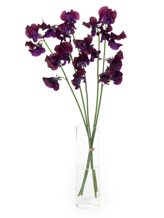 【生花】スイートピー ビオラ