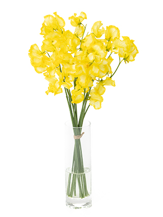 【生花】スイートピー イエロー