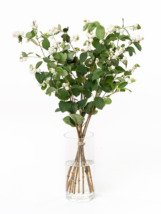 生花】シンフォリカルポス(白) 品種おまかせ【60-70cm/山形県