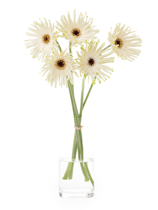 【生花】大輪ガーベラ パスタアロナ