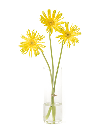 【生花】大輪ガーベラ パスタレモネード