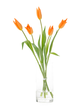 【生花】チューリップ(ユリ咲き) バレリーナ