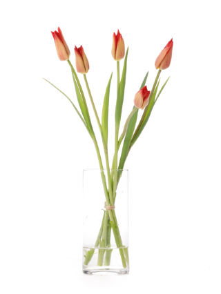 【生花】チューリップ(ユリ咲き) キャンドルルージュ