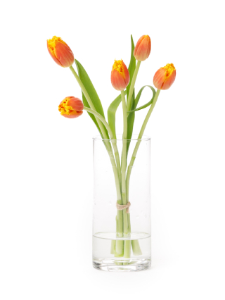 【生花】チューリップ(フリンジ咲き) ダベンポート