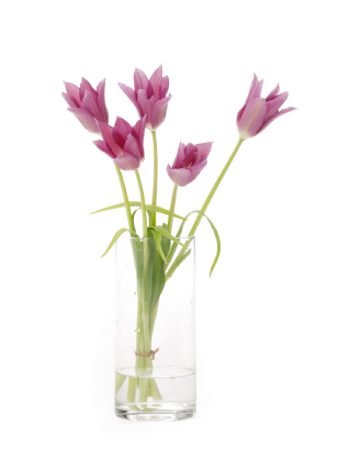 【生花】チューリップ(ユリ咲き) 夢の紫