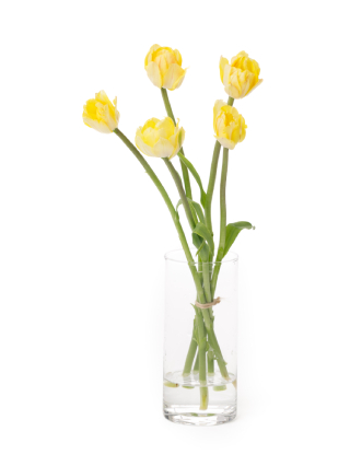 【生花】チューリップ(八重咲き) フォクシーフォックストロット