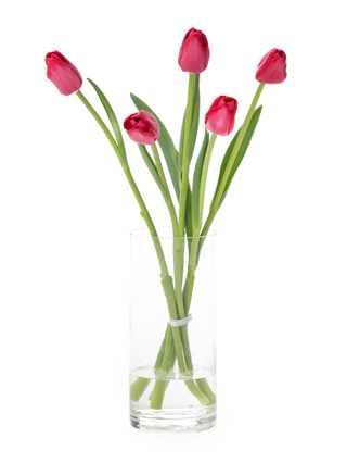 【生花】チューリップ イルデフランス