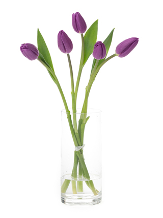 【生花】チューリップ(紫) 品種おまかせ