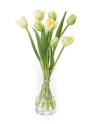 【生花】チューリップ(白) 品種おまかせ