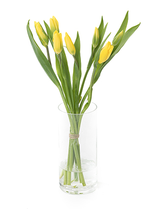 【生花】チューリップ(黄) 品種おまかせ