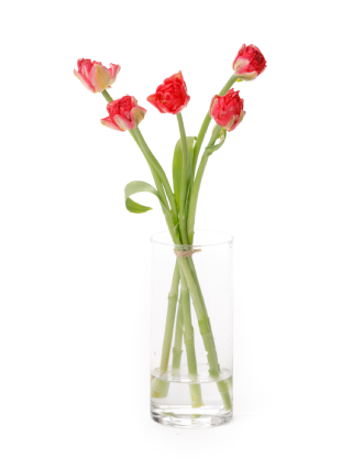 【生花】チューリップ(八重咲き) パンプローナ