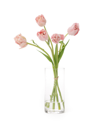 【生花】チューリップ(八重フリンジ咲き) ピンクマジック