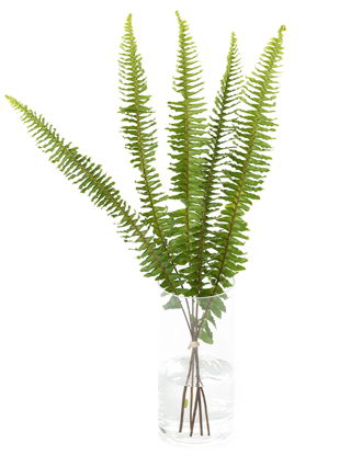 【生花】タマシダ(緑) 品種おまかせ