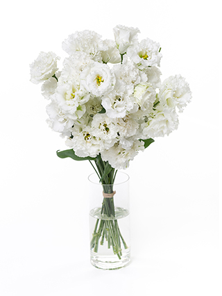 【生花】トルコキキョウ(フリンジ)白 品種おまかせ