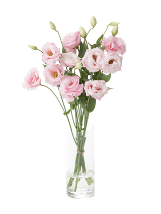 【生花】トルコキキョウ パレオクリアピンク