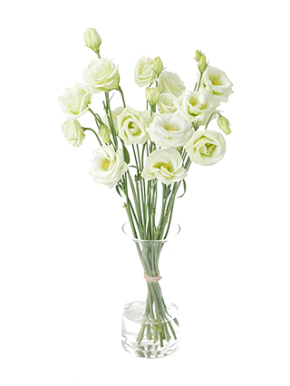 【生花】トルコキキョウ ロジーナグリーン3