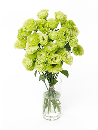 生花】トルコキキョウ アンバーWミント2【黄緑/70cm/福島県