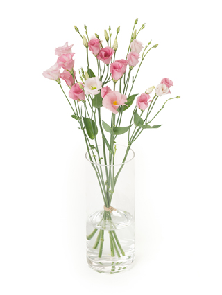 【生花】トルコキキョウ(無花粉)ピンク 品種おまかせ