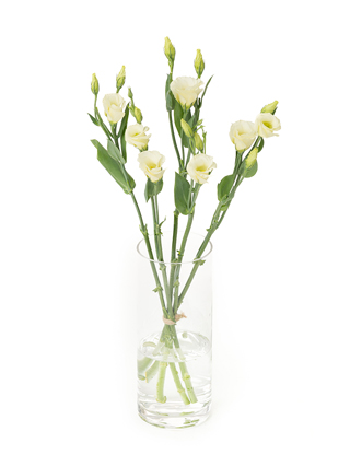 【生花】トルコキキョウ(無花粉)白 品種おまかせ