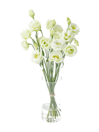 【生花】トルコキキョウ(緑) 品種おまかせ