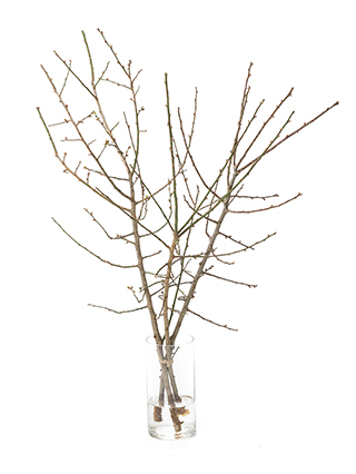 【生花】ウメ 白梅