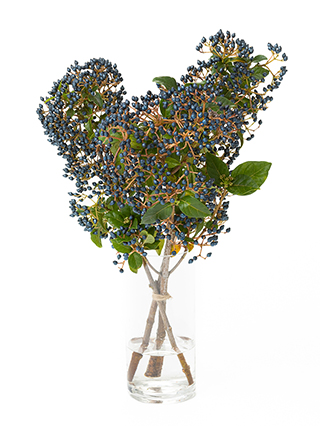 【生花】ビバーナム ティナスレッド