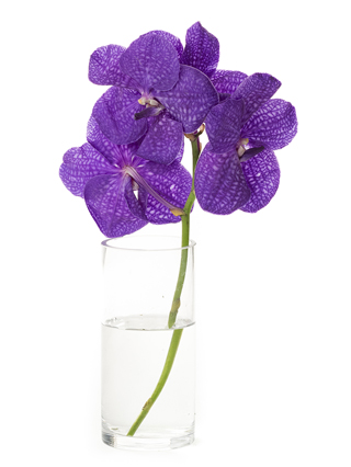 【生花】バンダブルー