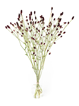 【生花】ワレモコウ 朝霧