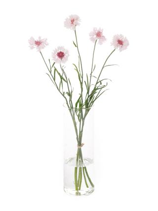 【生花】ヤグルマギク(セントーレア) 矢車桃