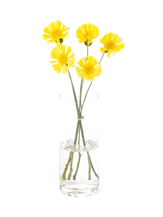 【生花】ヤグルマギク(セントーレア) イエローサルタン