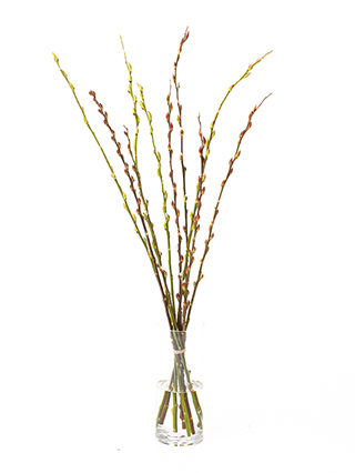 【生花】ヤナギ 赤芽柳
