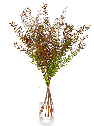 【生花】ヤナギ 雪柳(紅葉）