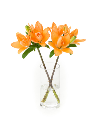 【生花】ユリ(アジアティック) タイニーダブルユー