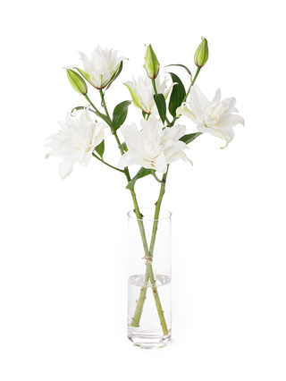 【生花】ユリ(オリエンタル) ホワイトトルネード