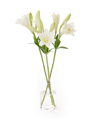 【生花】テッポウユリ(八重咲き) 咲八姫