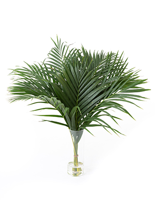 【生花】アレカヤシ