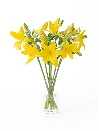 【生花】ユリ(LA)黄 品種おまかせ