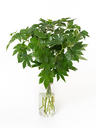 【入荷花材】キイチゴ　ベビーハンズ