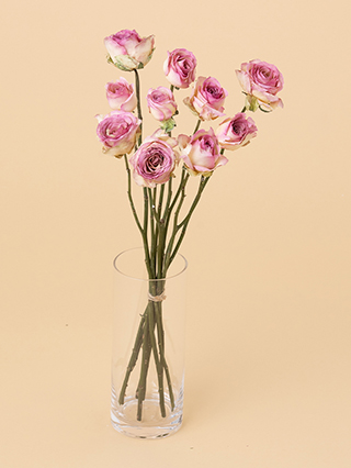 【高級ドライ】バラ　ソルベットアヴァランチェ