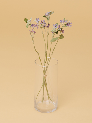 【高級ドライ】ブルースター　ピュアブルー