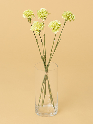 【高級ドライ】カーネーション プラドミント