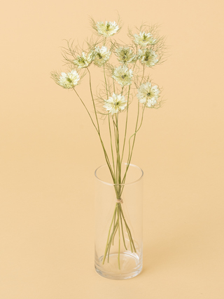 【高級ドライ】ニゲラ(白)　品種おまかせ