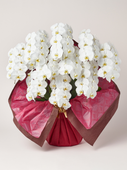 胡蝶蘭 大輪 白 10本立ち 90輪以上