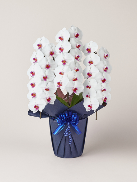 胡蝶蘭 大輪 赤リップ 3本立ち 33輪以上｜Flower Smith Gift