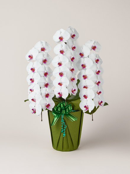 胡蝶蘭 大輪 赤リップ 3本立ち 36輪以上